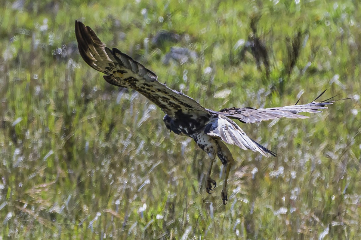 White-tailed Hawk - ML646850839