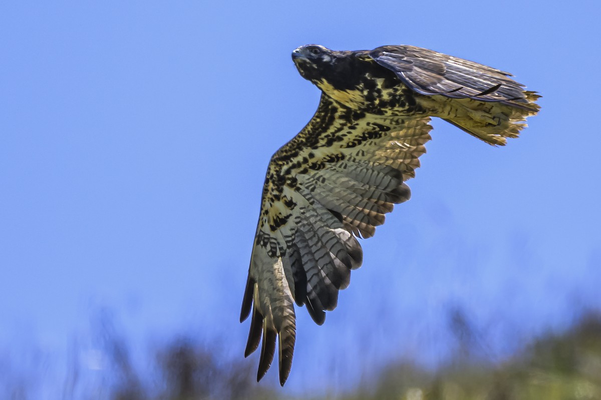 White-tailed Hawk - ML646850840