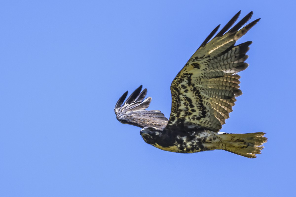 White-tailed Hawk - ML646850841