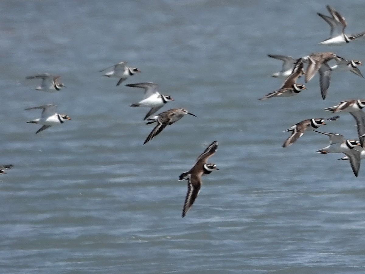 Txirri arrunta - ML646850842