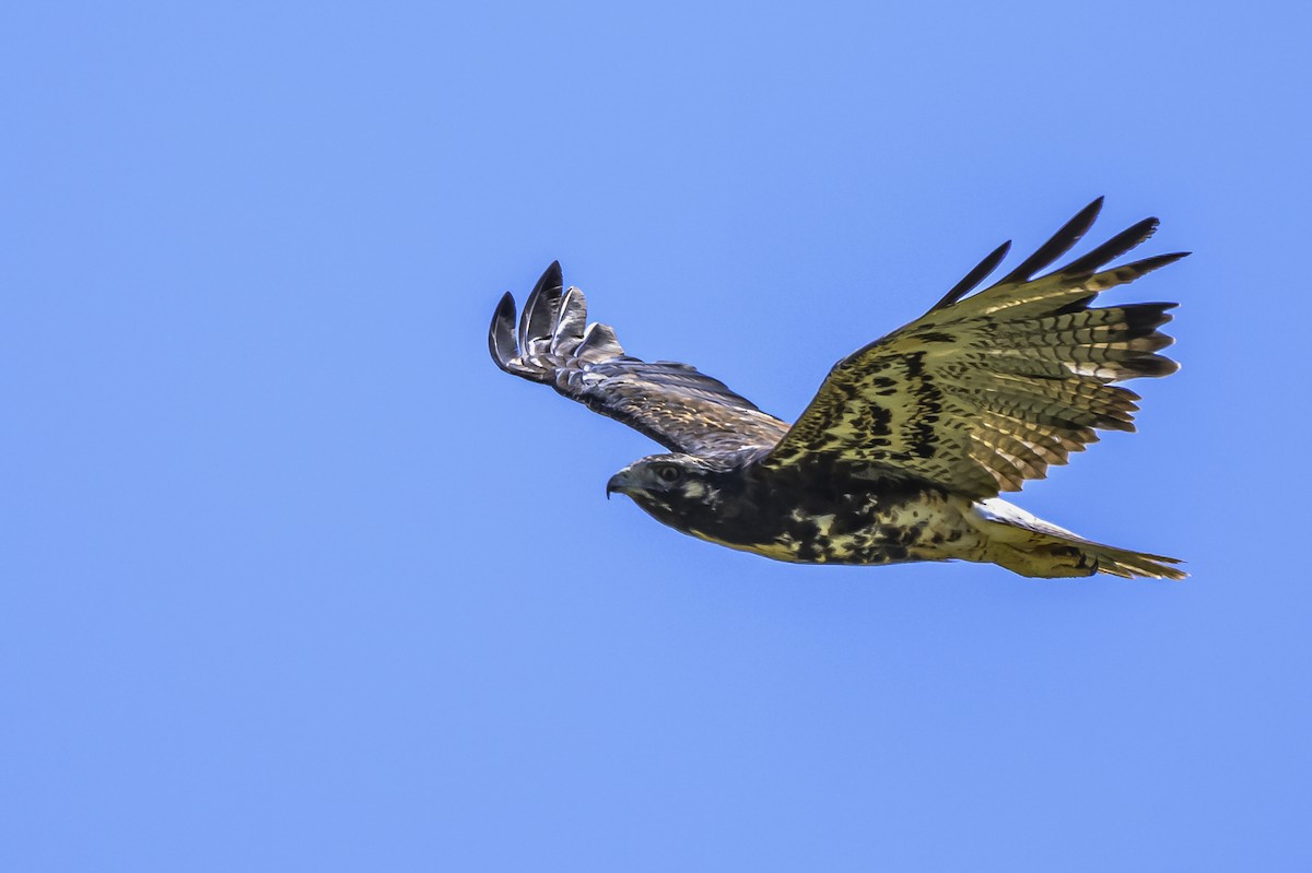White-tailed Hawk - ML646850843