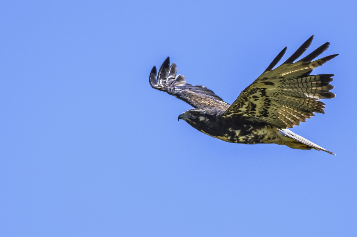 White-tailed Hawk - ML646850844