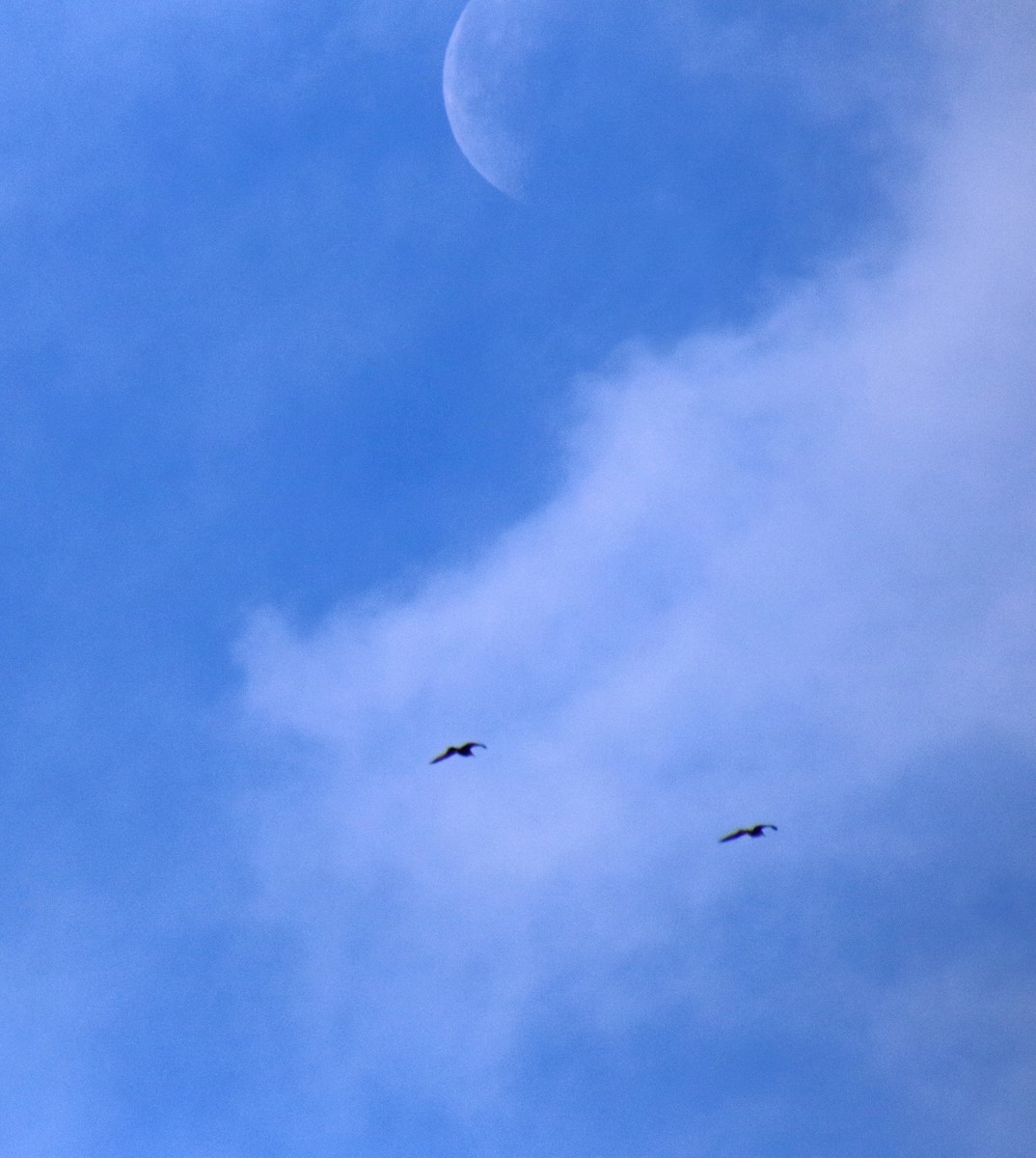 Delawareko kaioa - ML646850848