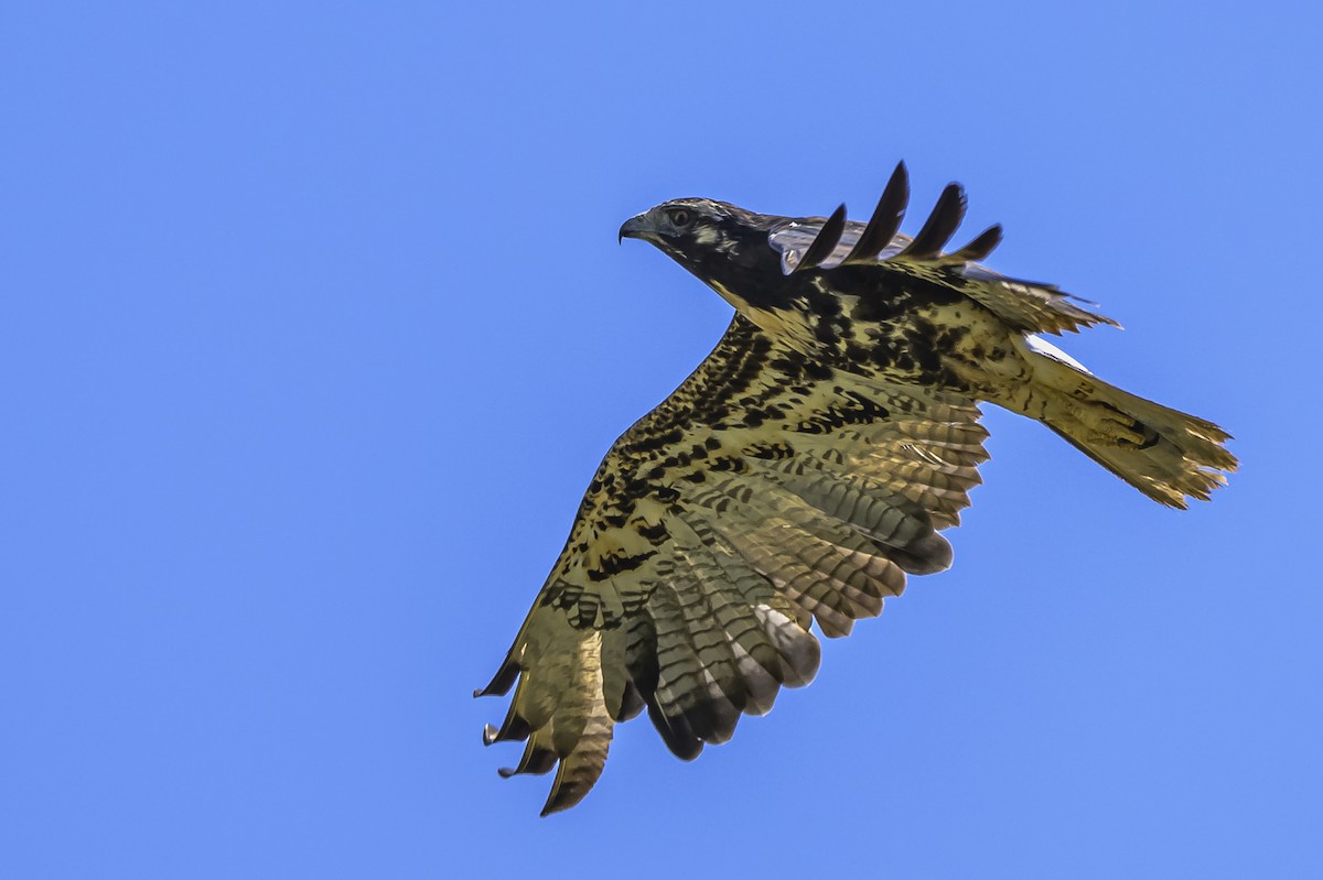 White-tailed Hawk - ML646850849