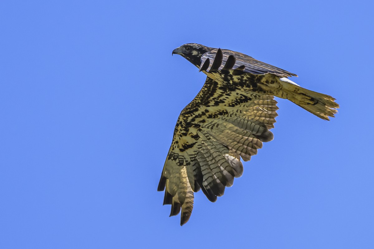 White-tailed Hawk - ML646850850