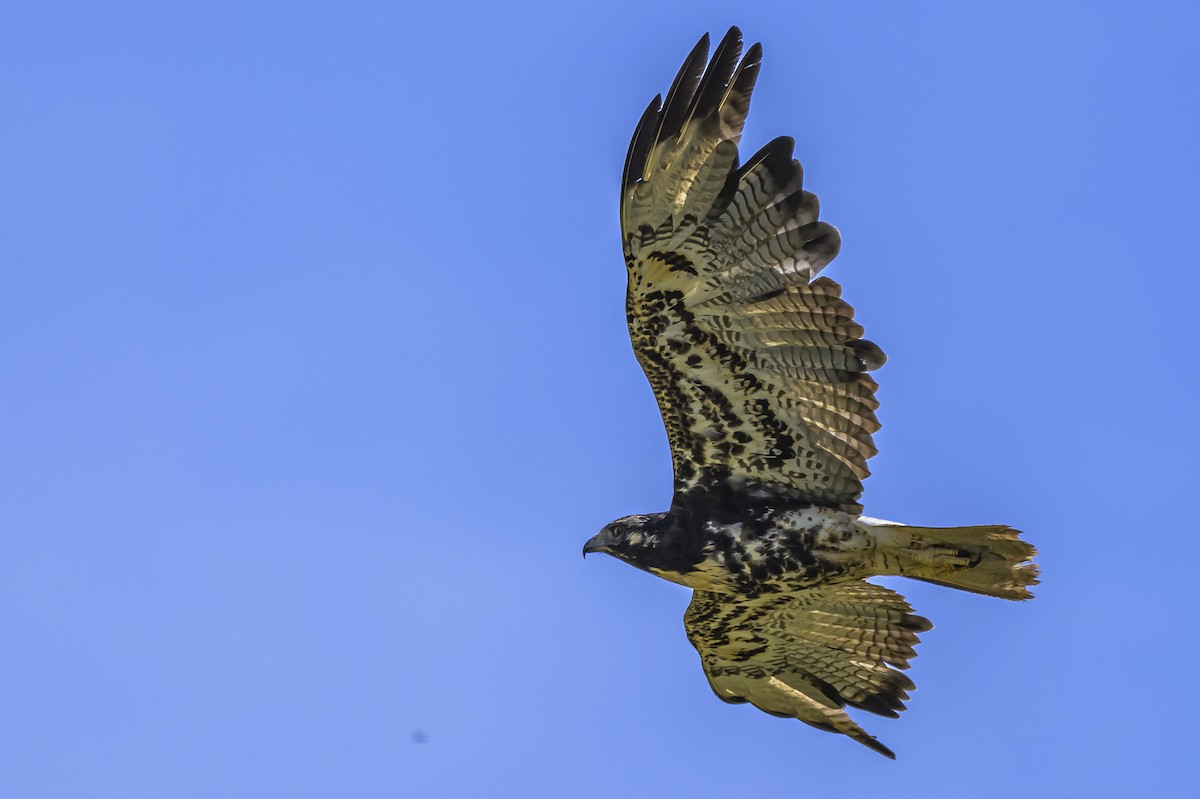 White-tailed Hawk - ML646850851