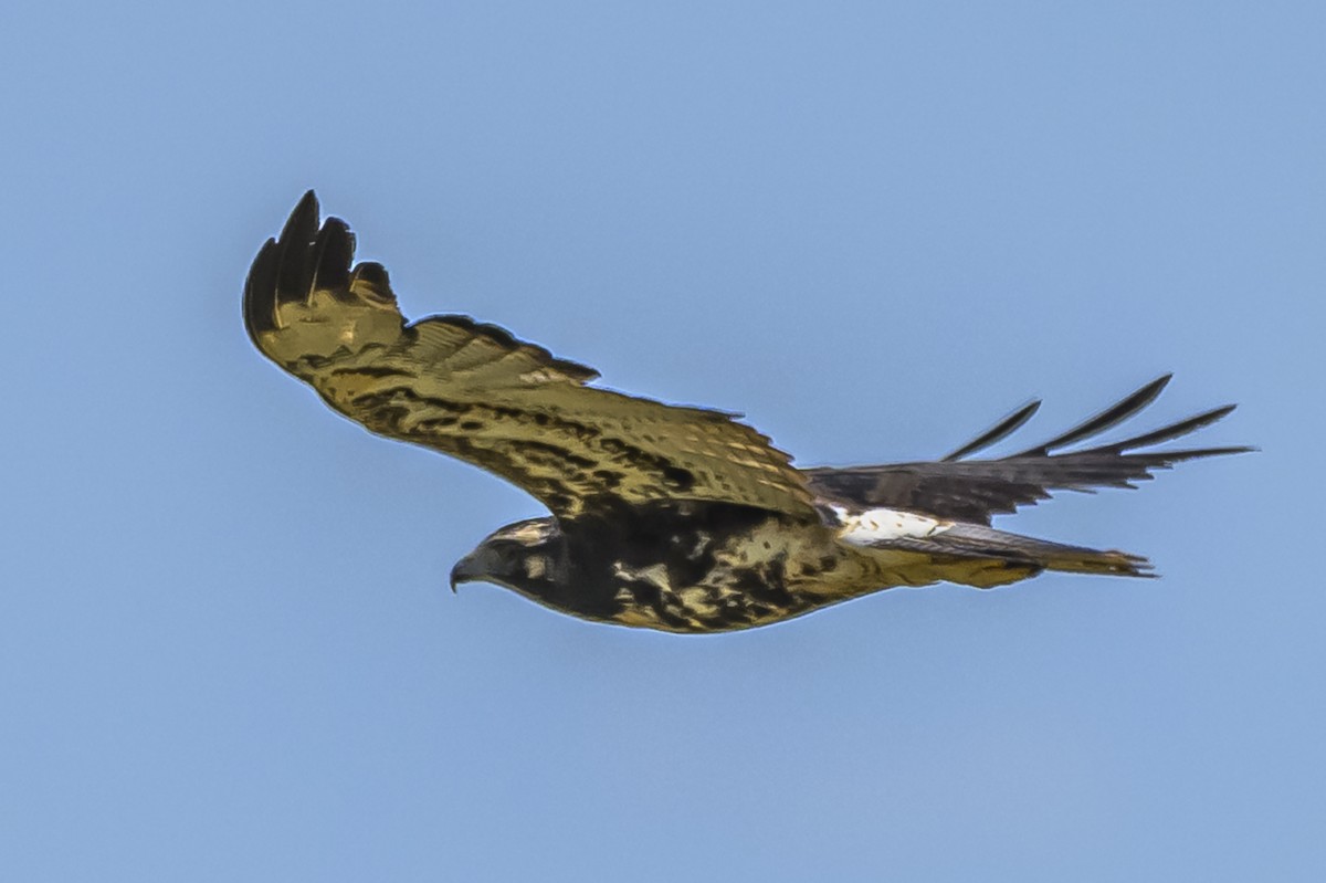 White-tailed Hawk - ML646850852