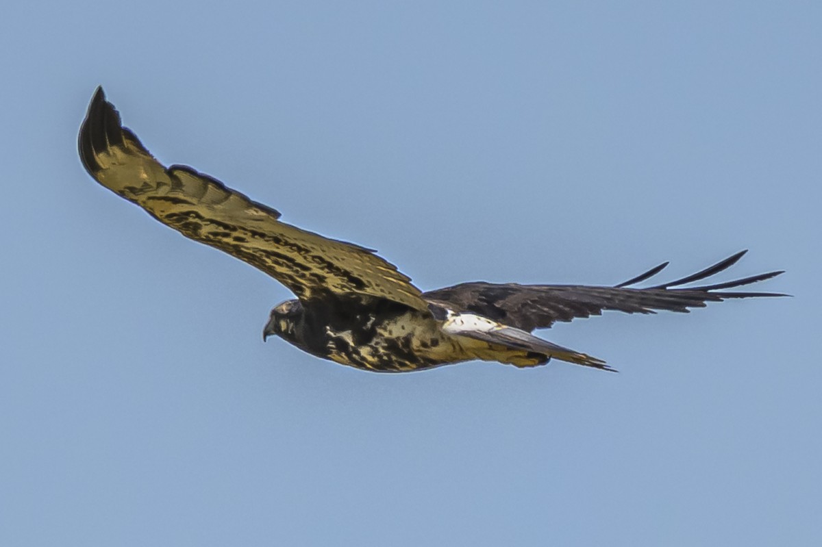 White-tailed Hawk - ML646850853