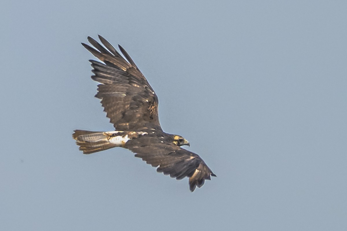 White-tailed Hawk - ML646850854