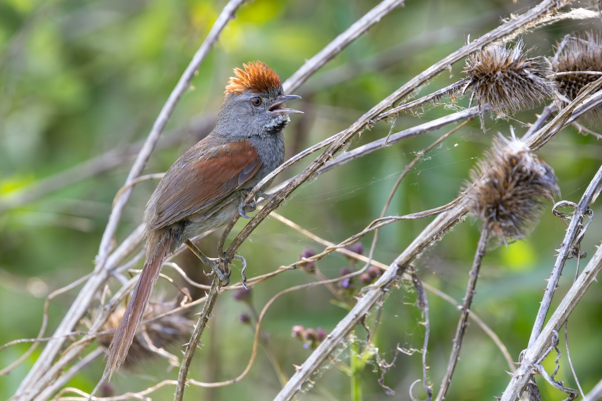 Sooty-fronted Spinetail - ML646850855