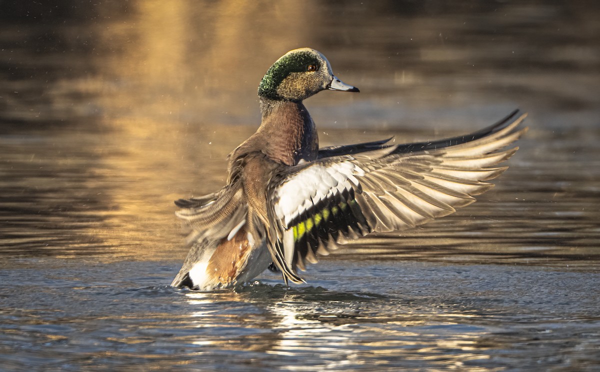 Ahate txistulari amerikarra - ML646850856