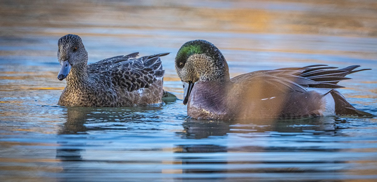 Ahate txistulari amerikarra - ML646850857