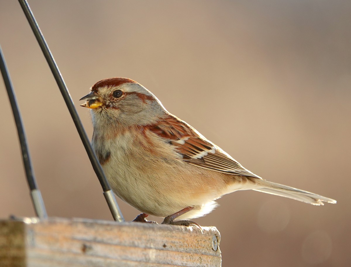 Пасовник північний - ML646850858