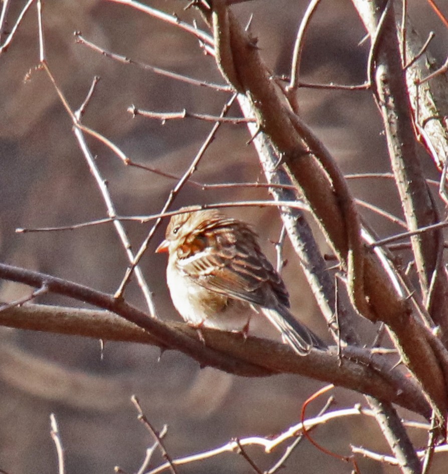 Field Sparrow - ML646850859