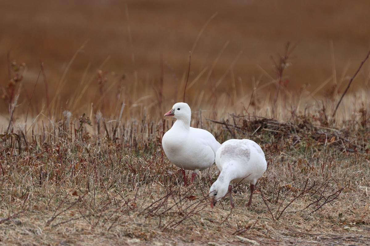 Ánsar de Ross - ML646850861