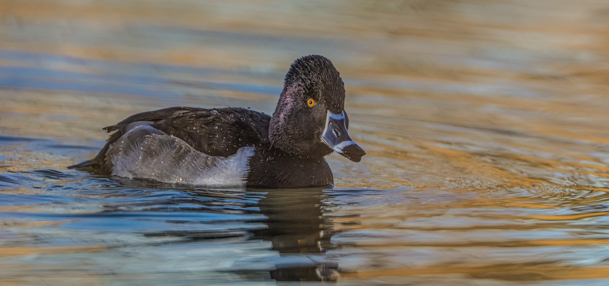 Murgilari lepokoduna - ML646850862