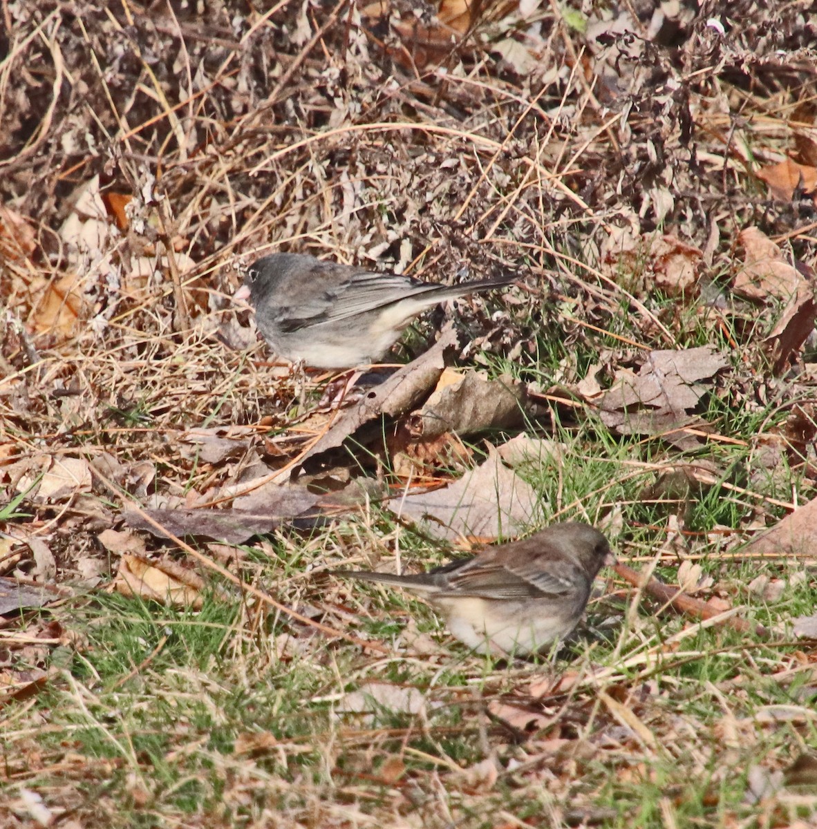 ユキヒメドリ - ML646850864