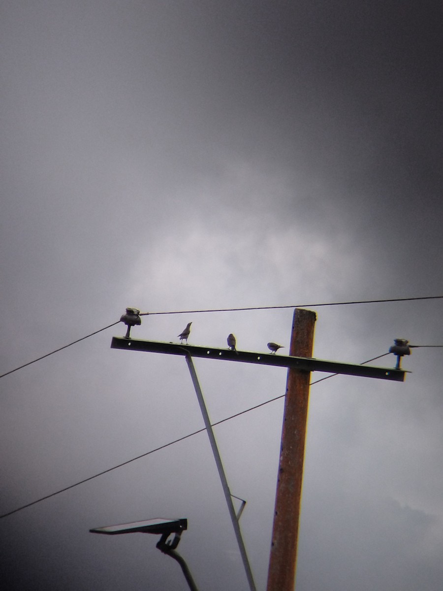 Shiny Cowbird - ML646850865