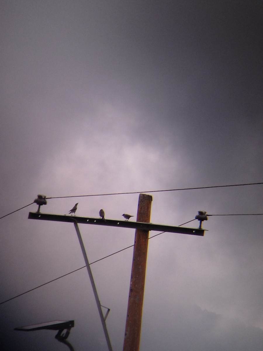 Shiny Cowbird - ML646850866