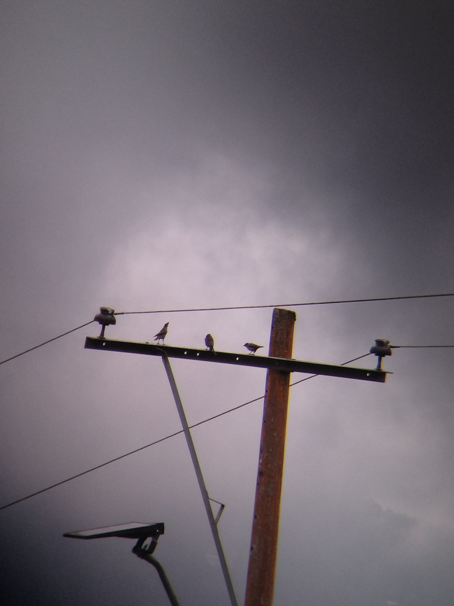 Shiny Cowbird - ML646850867