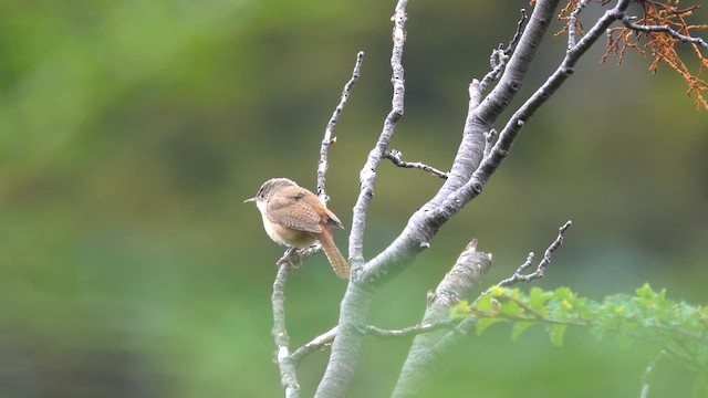 Southern House Wren - ML646850869
