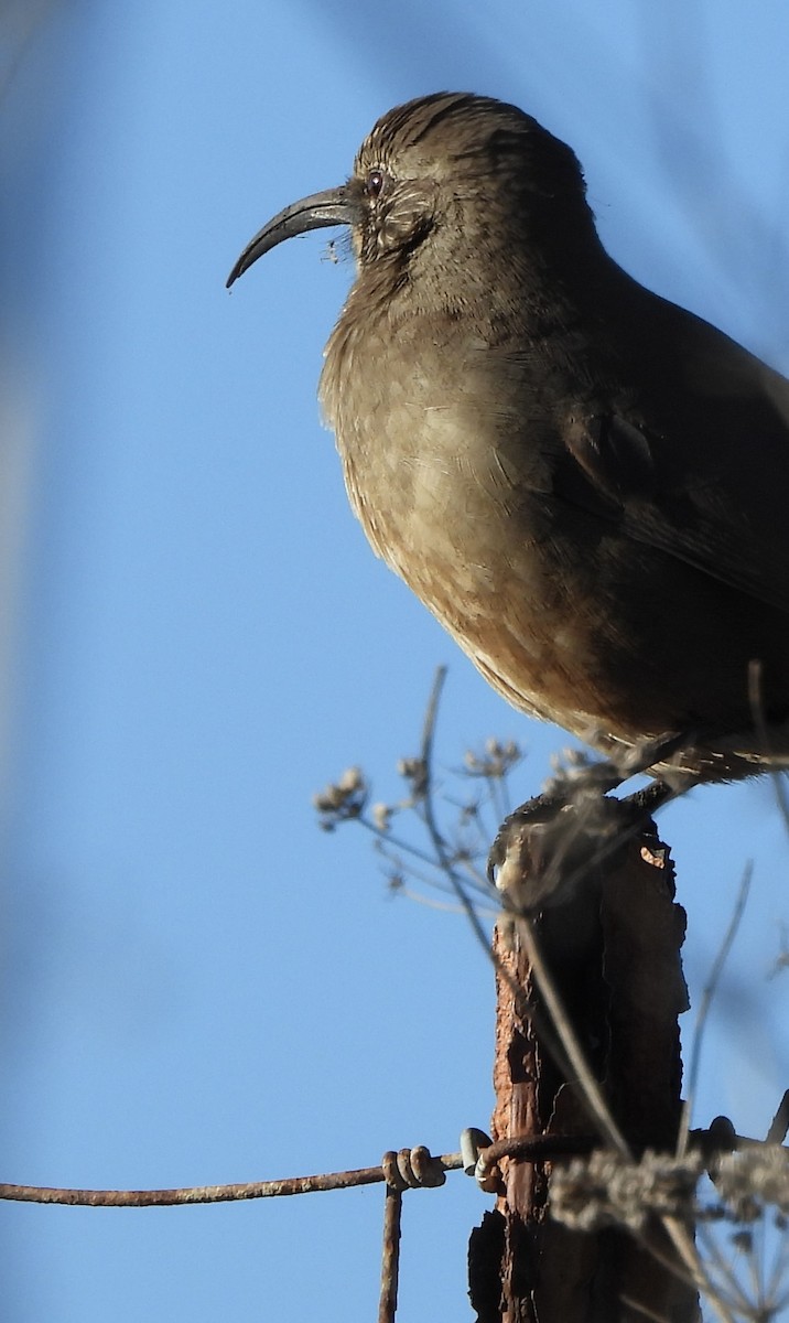 California Thrasher - ML646850870