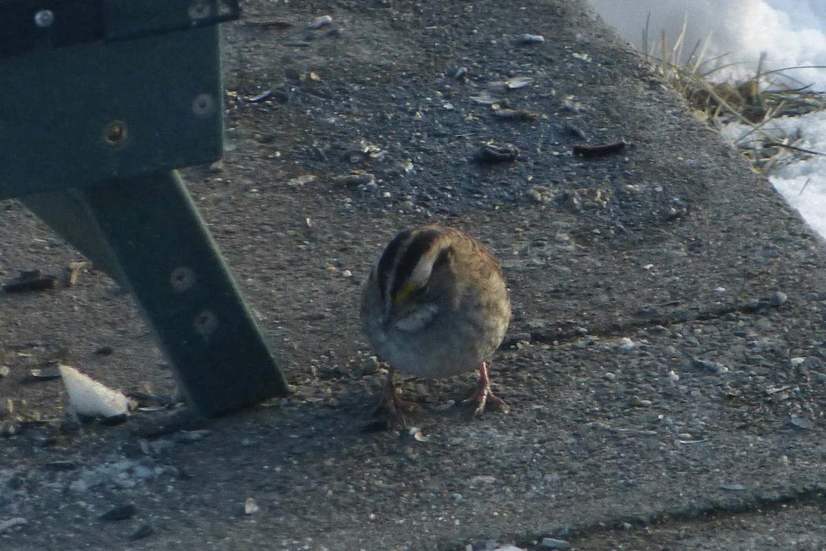 גיבתונית לבנת-גרון - ML646850874