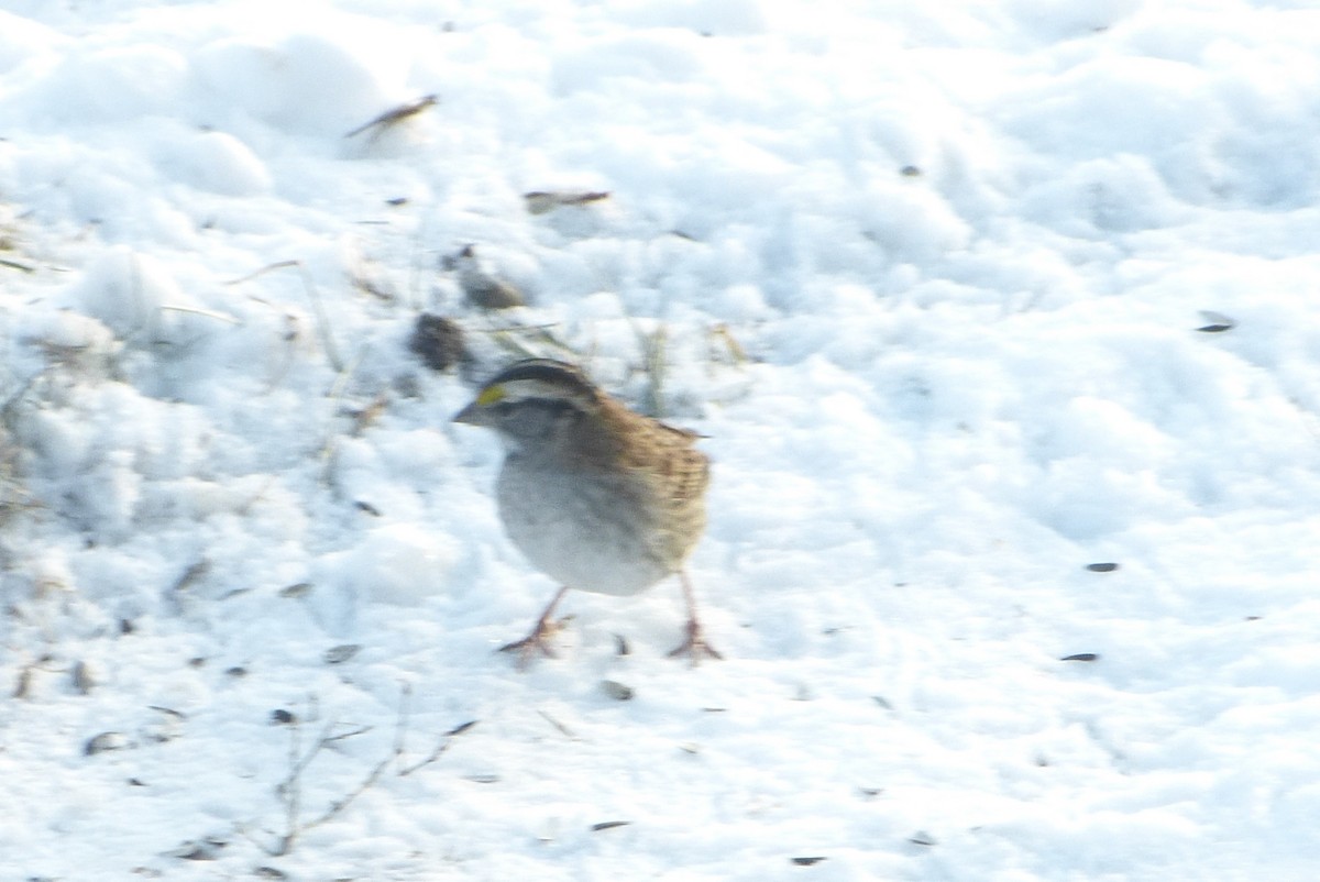 גיבתונית לבנת-גרון - ML646850875