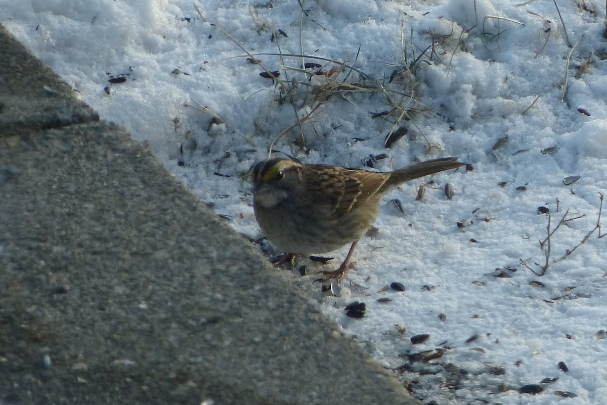 גיבתונית לבנת-גרון - ML646850876