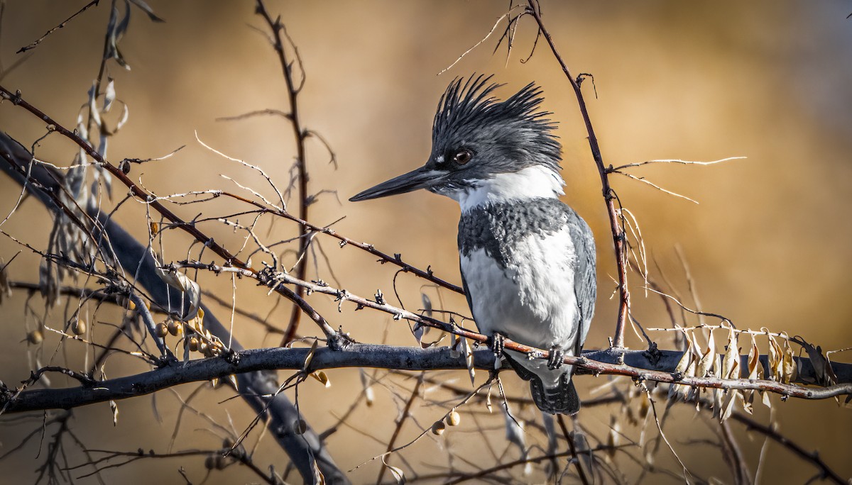 Belted Kingfisher - ML646850886