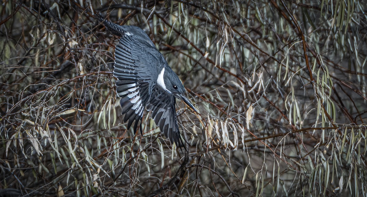 Belted Kingfisher - ML646850887