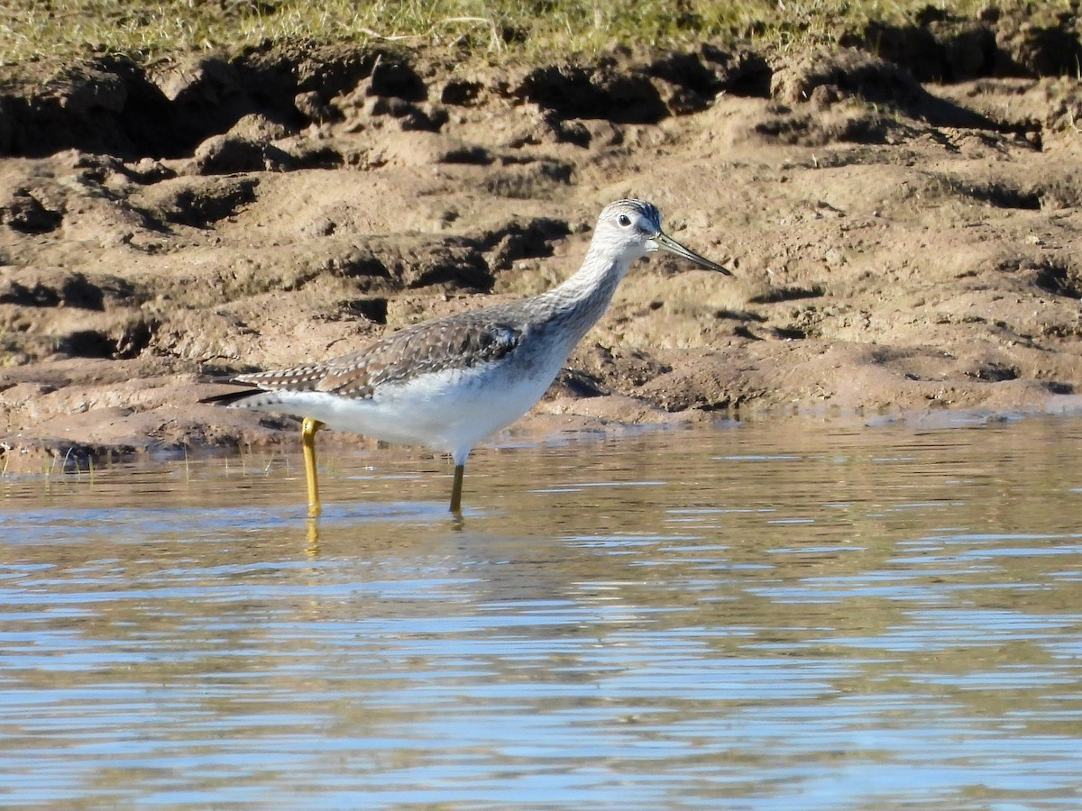 Greater Yellowlegs - ML646850888