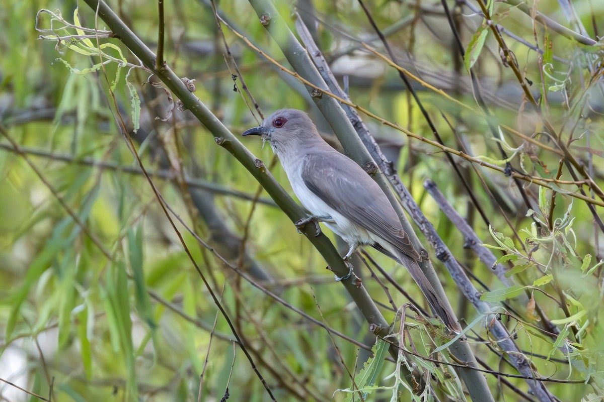 Cuclillo Ceniciento - ML646850891