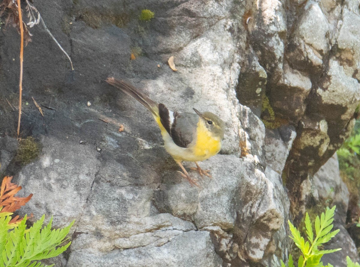 Dağ Kuyruksallayanı - ML646850892