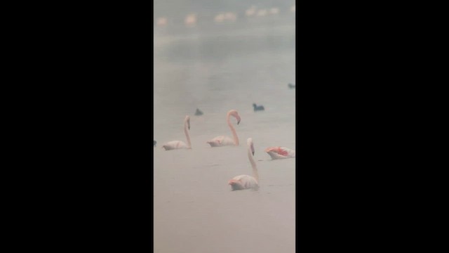 Розовый фламинго - ML646850893