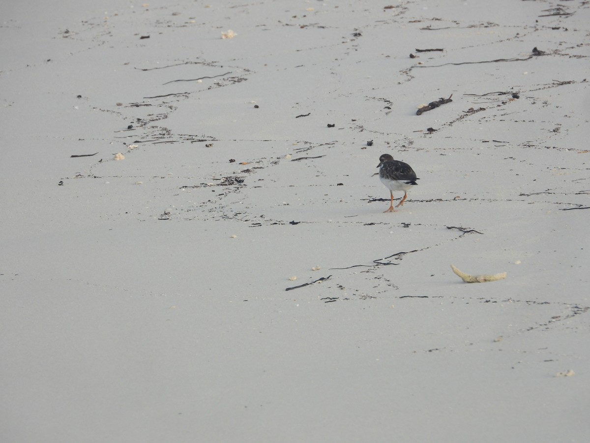 Ruddy Turnstone - ML646850898