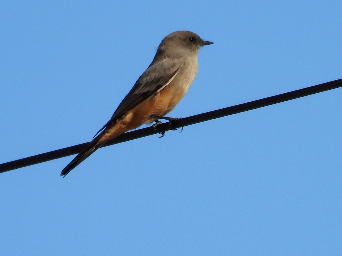 Say's Phoebe - ML646850901