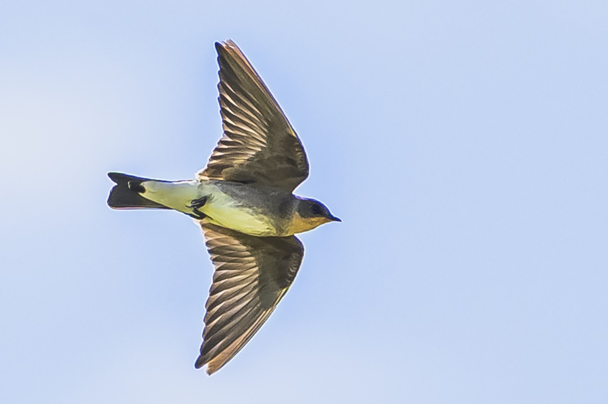 Zimtkehlschwalbe - ML646850904