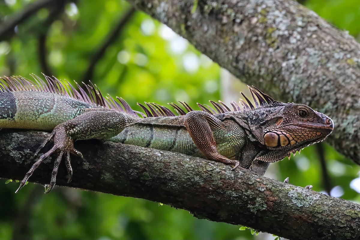 Green Iguana (Green) - ML646850905