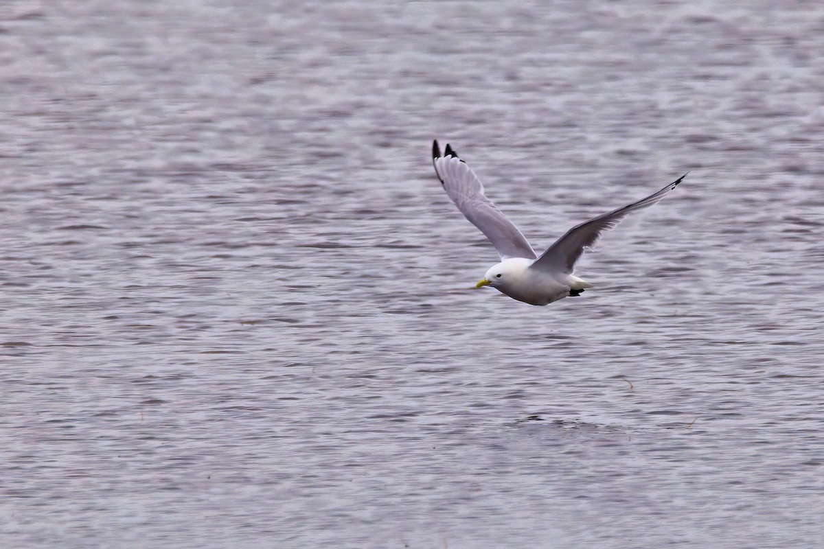 Black-legged Kittiwake - ML646850906