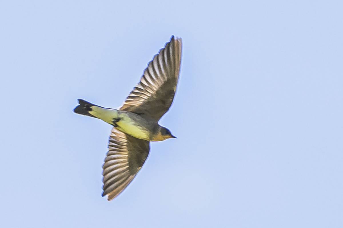 Zimtkehlschwalbe - ML646850907