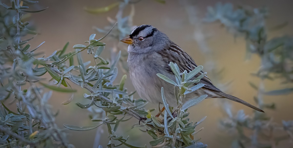 Porsuk Serçesi - ML646850911