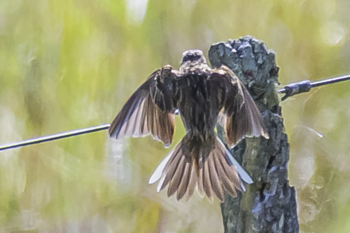 Hellmayr's Pipit - ML646850912