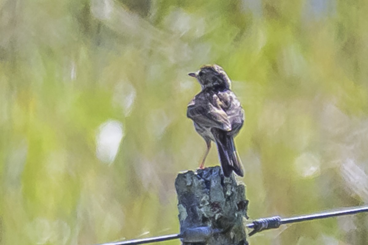 Hellmayr's Pipit - ML646850913