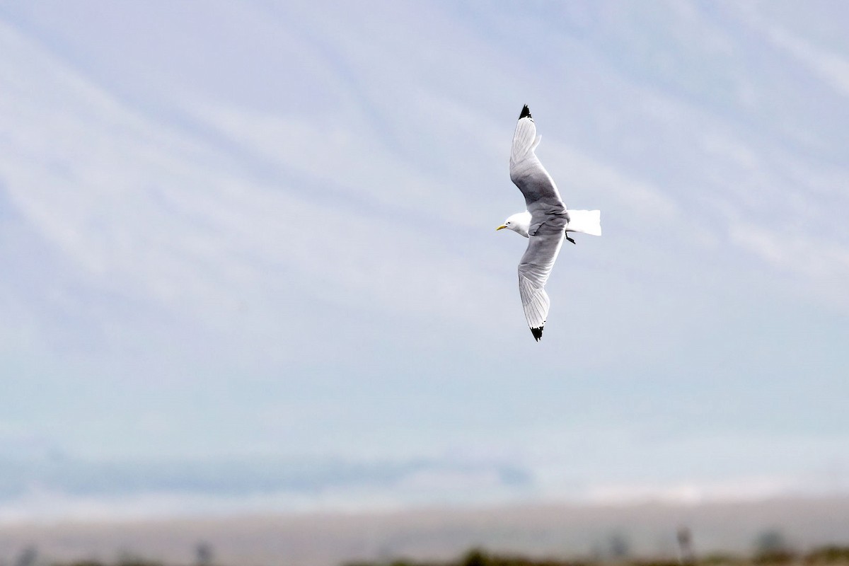 Black-legged Kittiwake - ML646850914