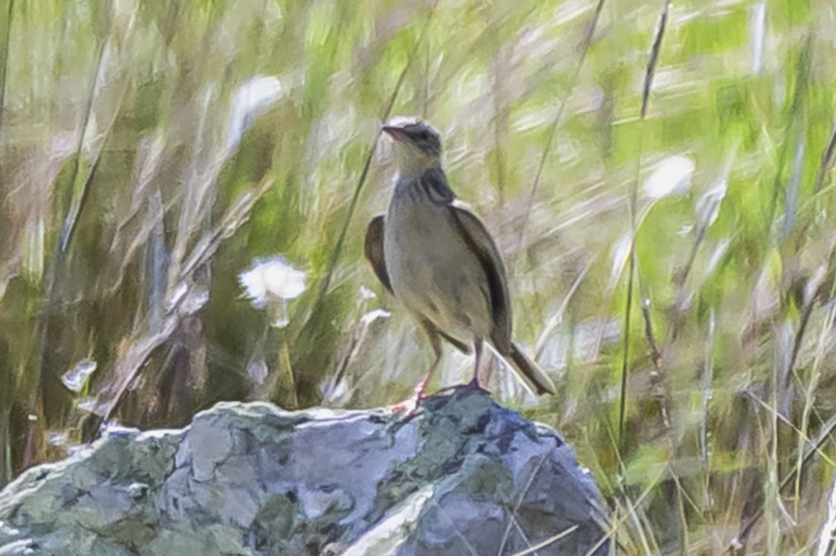 Hellmayr's Pipit - ML646850915