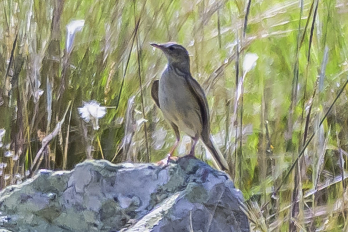 Hellmayr's Pipit - ML646850921