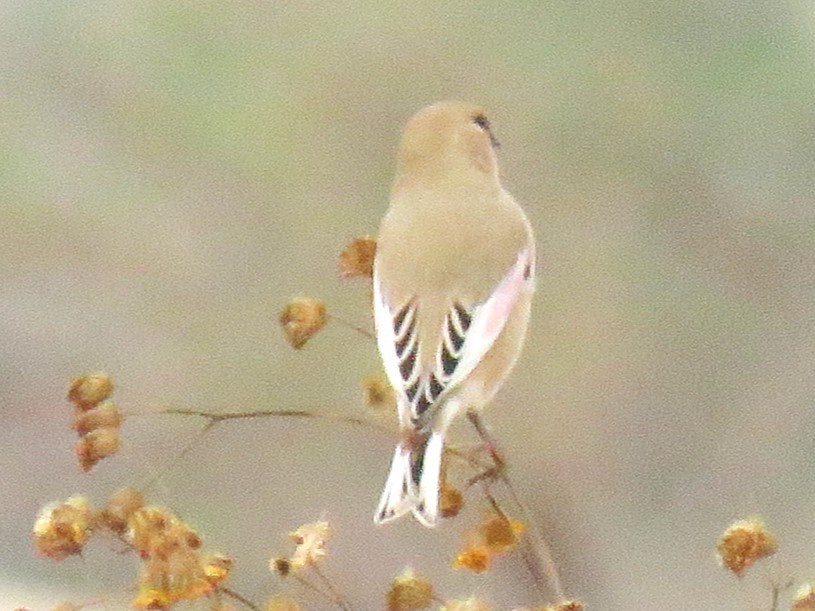 Desert Finch - ML646850922