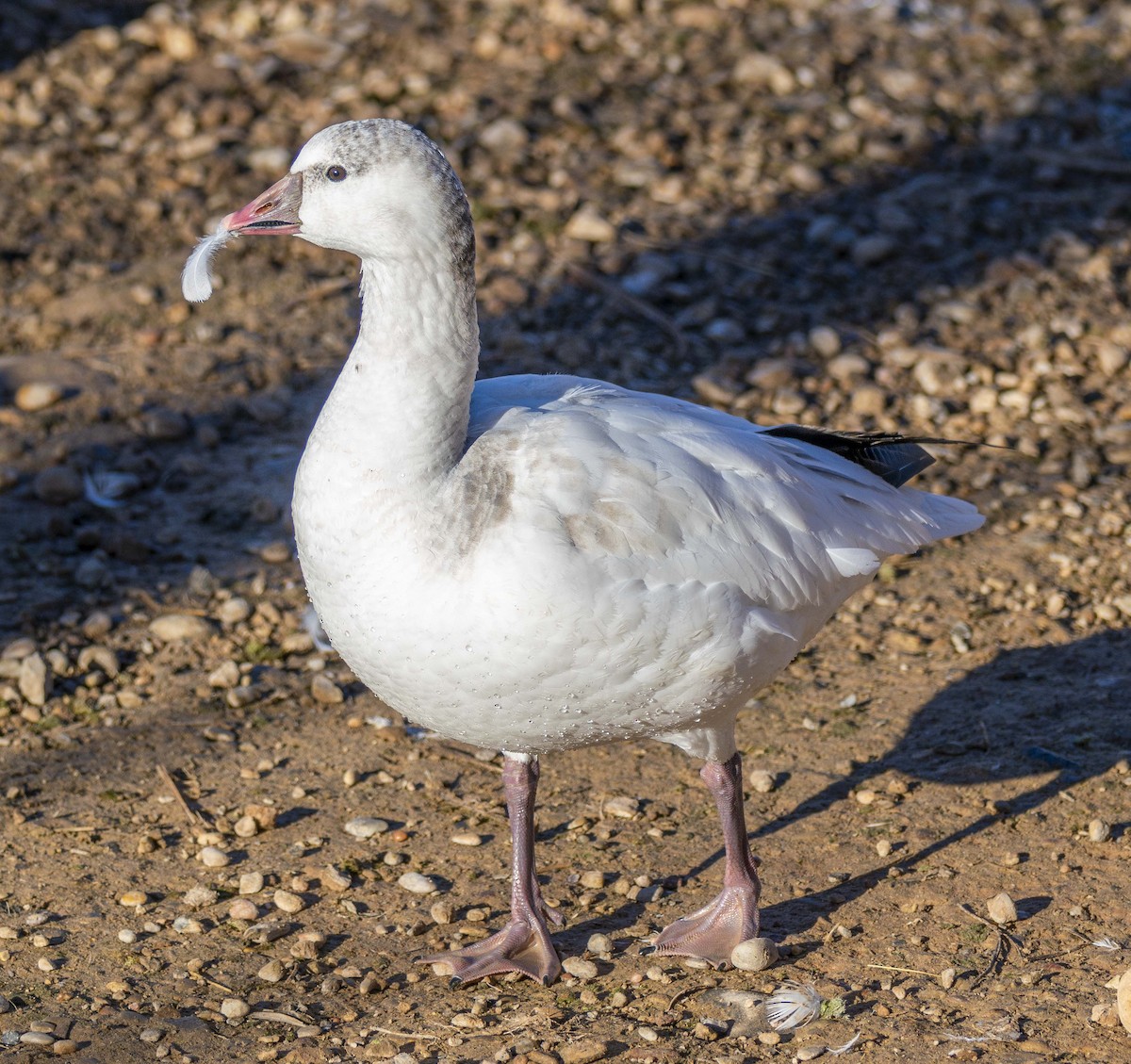 Ross's Goose - ML646850923