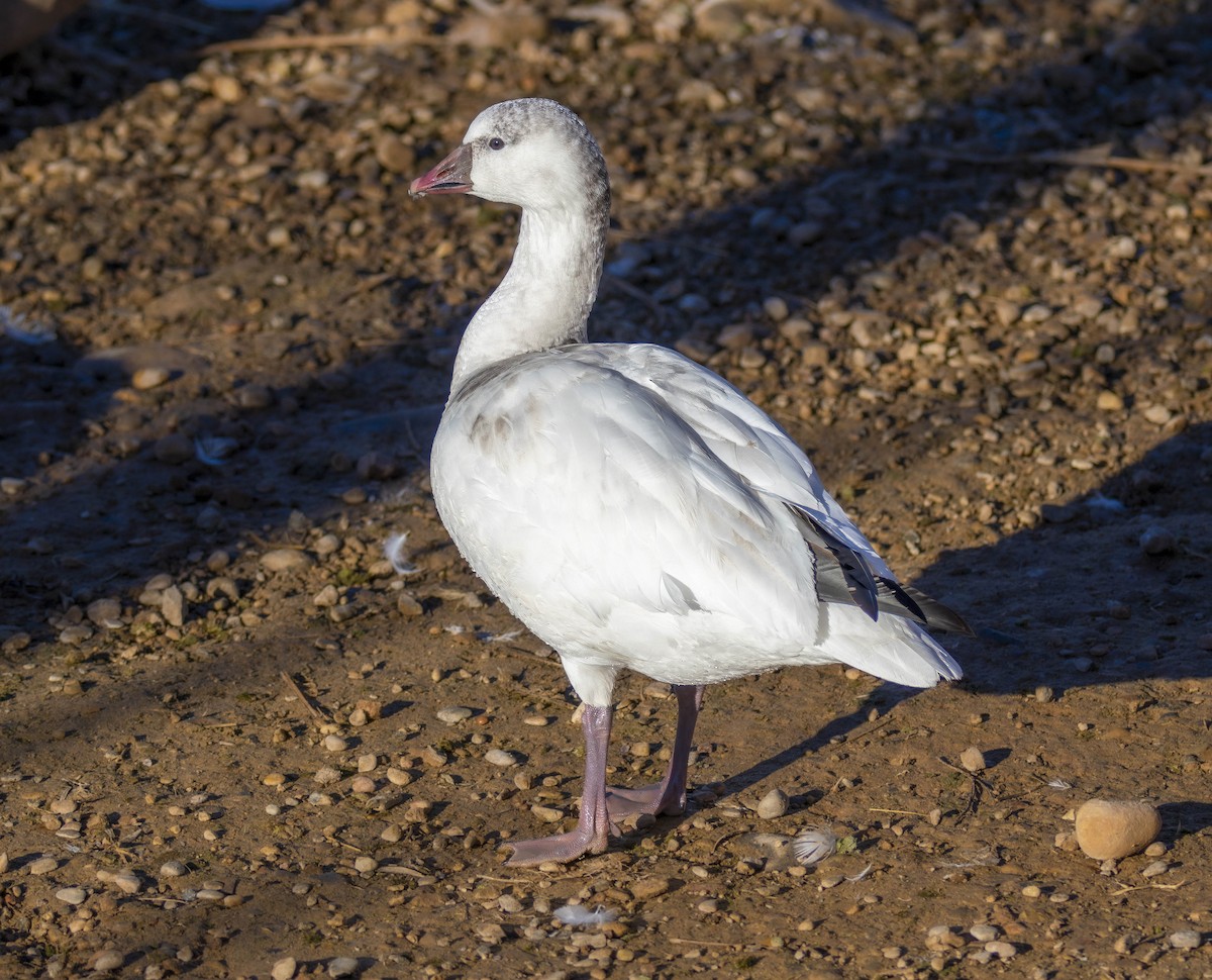 Ross's Goose - ML646850924